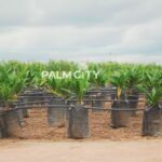 Nursery Update on The Palm City