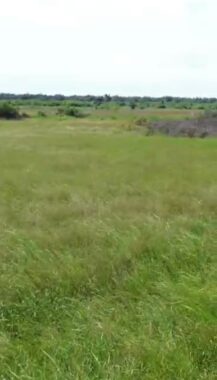 Aroko rice farm estate badagry lagos state