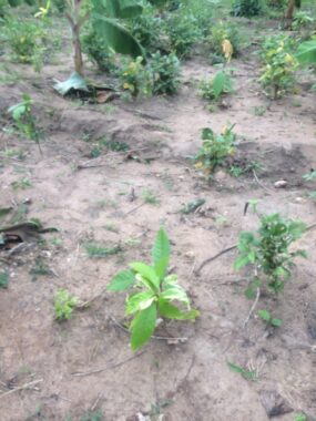 Cocoa republiq farm estate obafemi owode ogun