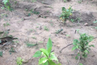 Cocoa republiq farm estate obafemi owode ogun Home