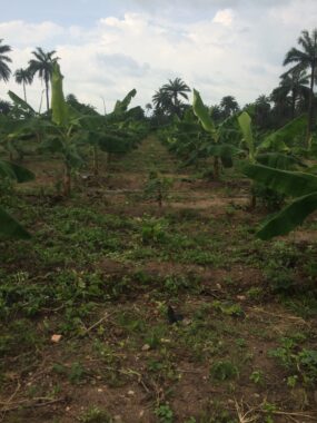 Cocoa republiq farm estate obafemi owode ogun 04