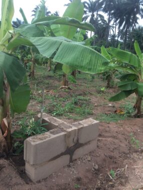 Cocoa republiq farm estate obafemi owode ogun 2