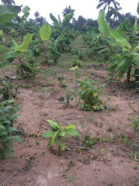 Cocoa republiq farm estate obafemi owode ogun 8