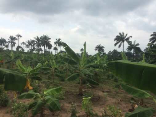 Cocoa republiq farm estate obafemi owode ogun 85