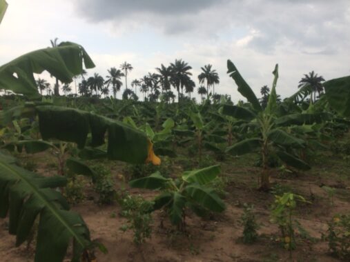 Cocoa republiq farm estate obafemi owode ogun 89